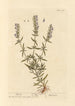 Hysope - Elizabeth Blackwell — artwork view