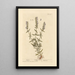 Hysope - Elizabeth Blackwell — framed artwork on a wall
