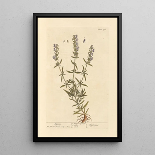 Hysope - Elizabeth Blackwell — framed artwork on a wall