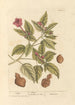 Jalap - Elizabeth Blackwell — artwork view