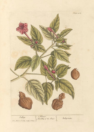 Jalap - Elizabeth Blackwell — artwork view