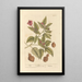 Jalap - Elizabeth Blackwell — framed artwork on a wall