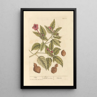 Jalap - Elizabeth Blackwell — framed artwork on a wall