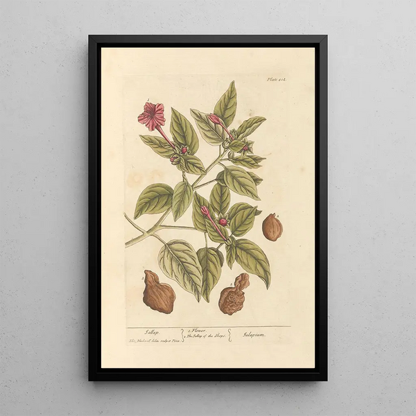 Jalap - Elizabeth Blackwell — framed artwork on a wall