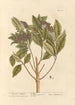 Pepper of Jamaica - Elizabeth Blackwell — artwork view