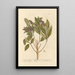 Pepper of Jamaica - Elizabeth Blackwell — framed artwork on a wall