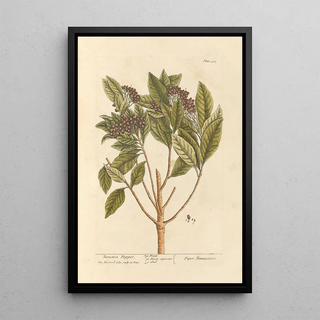 Pepper of Jamaica - Elizabeth Blackwell — framed artwork on a wall