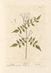 Jasmin - Elizabeth Blackwell — artwork view