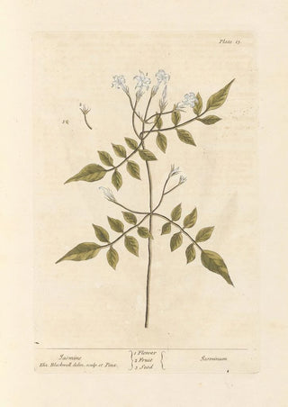 Jasmin - Elizabeth Blackwell — artwork view