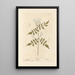 Jasmin - Elizabeth Blackwell — framed artwork on a wall