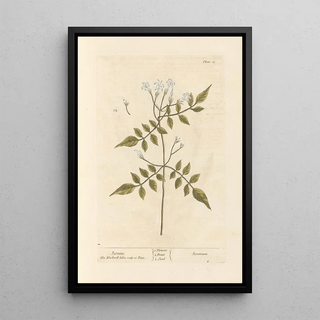 Jasmin - Elizabeth Blackwell — framed artwork on a wall