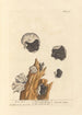 Oreilles de Judas - Elizabeth Blackwell — artwork view