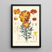 Keiri - Elizabeth Blackwell — framed artwork on a wall