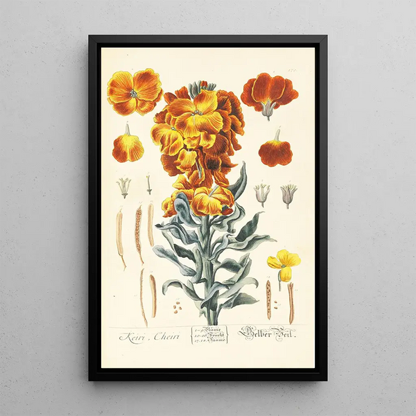 Keiri - Elizabeth Blackwell — framed artwork on a wall