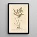 Fragon or Small Holly Painting - Elizabeth Blackwell — framed artwork on a wall