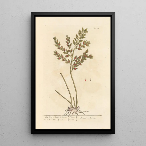 Fragon or Small Holly Painting - Elizabeth Blackwell — framed artwork on a wall