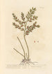 Fragon or Small Holly Painting - Elizabeth Blackwell — artwork view