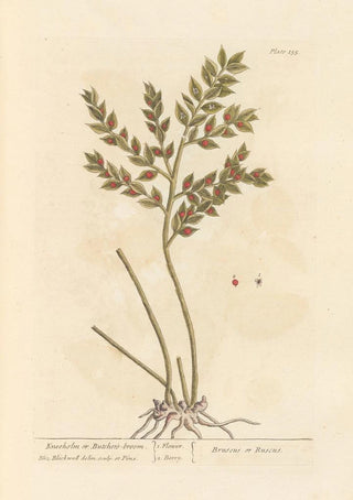 Fragon or Small Holly Painting - Elizabeth Blackwell — artwork view
