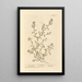 Renouée - Elizabeth Blackwell — framed artwork on a wall