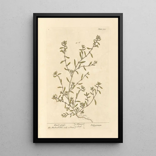 Renouée - Elizabeth Blackwell — framed artwork on a wall