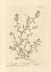 Renouée - Elizabeth Blackwell — artwork view