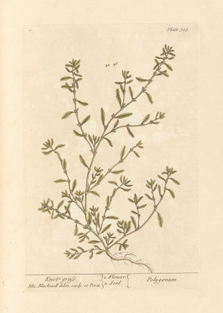 Renouée - Elizabeth Blackwell — artwork view