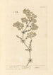 Caille-lait - Elizabeth Blackwell — artwork view