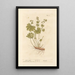 Alchémille - Elizabeth Blackwell — framed artwork on a wall