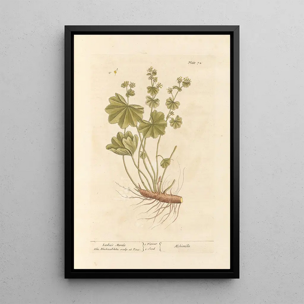 Alchémille - Elizabeth Blackwell — framed artwork on a wall