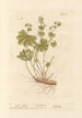 Alchémille - Elizabeth Blackwell — artwork view
