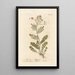 Cardamine des prés - Elizabeth Blackwell — framed artwork on a wall