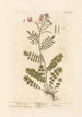 Cardamine des prés - Elizabeth Blackwell — artwork view