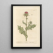 Chardon-Marie - Elizabeth Blackwell — framed artwork on a wall