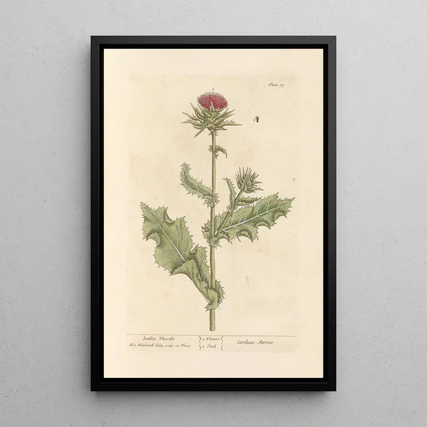 Chardon-Marie - Elizabeth Blackwell — framed artwork on a wall