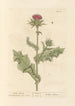 Chardon-Marie - Elizabeth Blackwell — artwork view