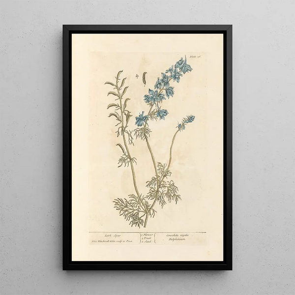 Pied d'alouette - Elizabeth Blackwell — framed artwork on a wall