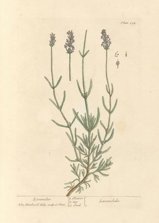 Lavender Painting - Elizabeth Blackwell — artwork view