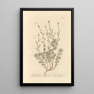 Santoline Painting - Elizabeth Blackwell — framed artwork on a wall