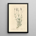 Lavender Painting - Elizabeth Blackwell — framed artwork on a wall