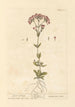 Petite centaurée - Elizabeth Blackwell — artwork view