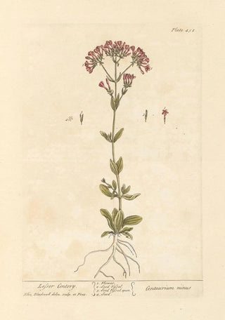 Petite centaurée - Elizabeth Blackwell — artwork view