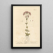 Petite centaurée - Elizabeth Blackwell — framed artwork on a wall