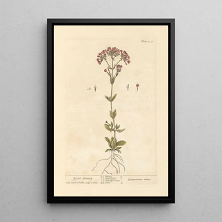 Petite centaurée - Elizabeth Blackwell — framed artwork on a wall