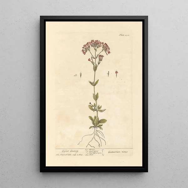 Petite centaurée - Elizabeth Blackwell — framed artwork on a wall