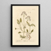 Petite valériane - Elizabeth Blackwell — framed artwork on a wall