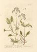 Petite valériane - Elizabeth Blackwell — artwork view