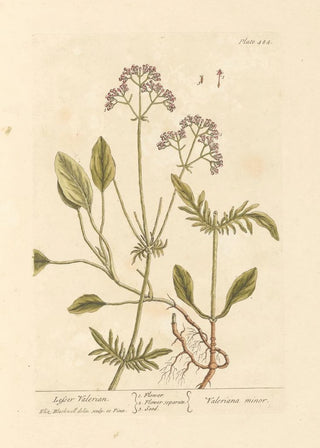 Petite valériane - Elizabeth Blackwell — artwork view