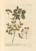Bois de vie de la Jamaïque bois de vie du Brésil - Elizabeth Blackwell — artwork view