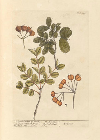 Elizabeth Blackwell - Lignum vitae of Jamaica lignum vitae of Brasil.webp