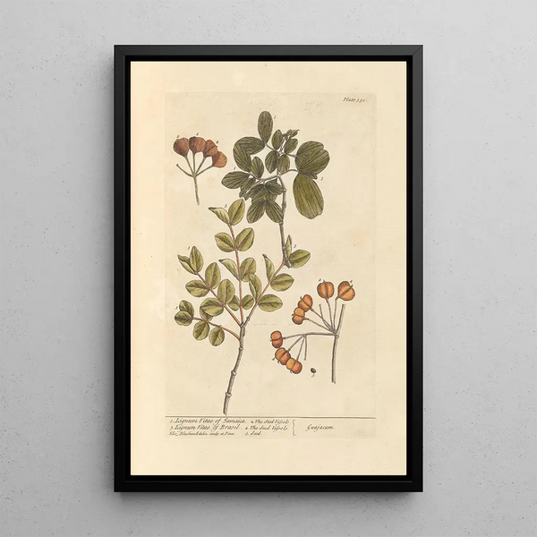 Bois de vie de la Jamaïque bois de vie du Brésil - Elizabeth Blackwell — framed artwork on a wall